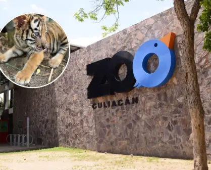 El Zoológico de Culiacán invita a dar la bienvenida a los nuevos cuatro cachorros de Tigre de Bengala