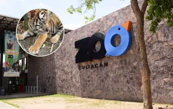 El Zoológico de Culiacán invita a dar la bienvenida a los nuevos cuatro cachorros de Tigre de Bengala