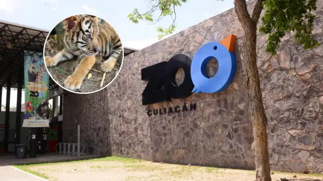 El Zoológico de Culiacán celebra el nacimiento de nuevos cuatro cachorros de Tigre de Bengala. Foto: Cortesía.