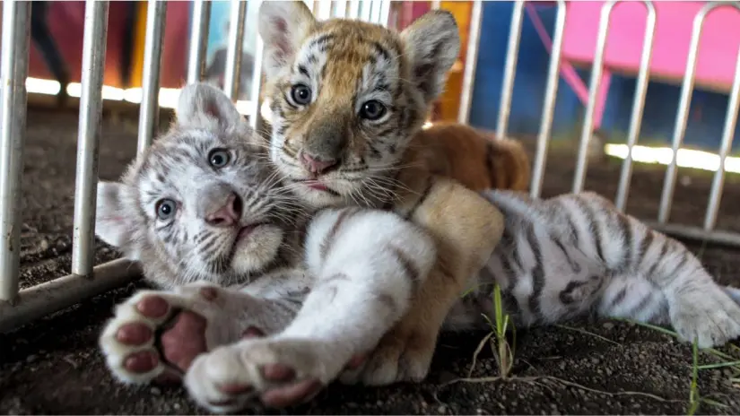Zoológico de Culiacán vive jornada de alegría con el nacimiento de cuatro cachorros de Tigre de Bengala. Foto: Cortesía. Zoológico de Culiacán vive jornada de alegría con el nacimiento de cuatro cachorros de Tigre de Bengala. Foto: Cortesía.