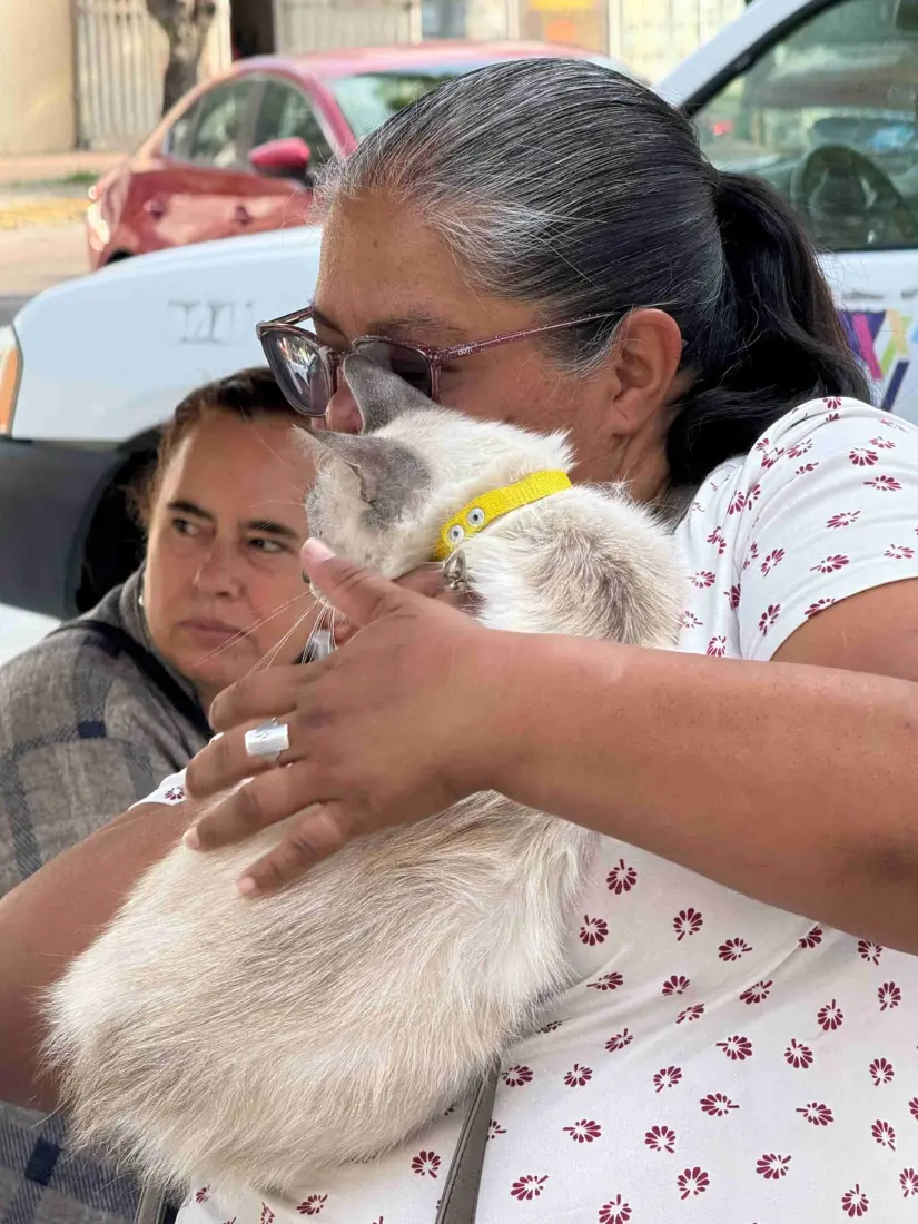 Cómo saber si ya puedo esterilizar a mi gato o perro. Foto: Cortesía Cómo saber si ya puedo esterilizar a mi gato o perro. Foto: Cortesía