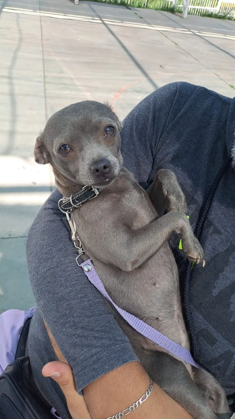 Esterilizaciones gratis en el municipio de Aguascalientes. Foto: Cortesía
