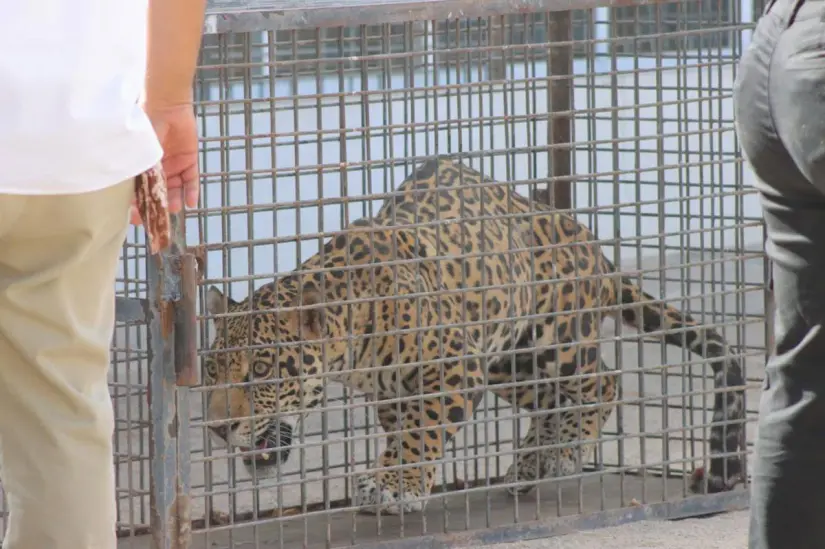 Se tuvo que seda uno de los felinos para su traslado en el Zoológico de Mexicali Foto: FESC