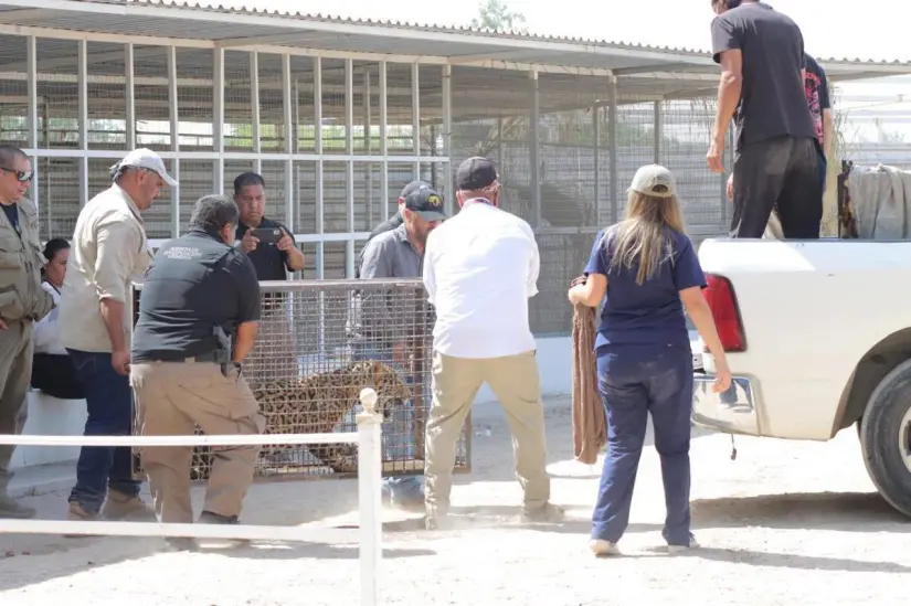 Hallan a dos jaguares en una vivienda abandona en Mexicali, Baja Califronia Foto: FESC