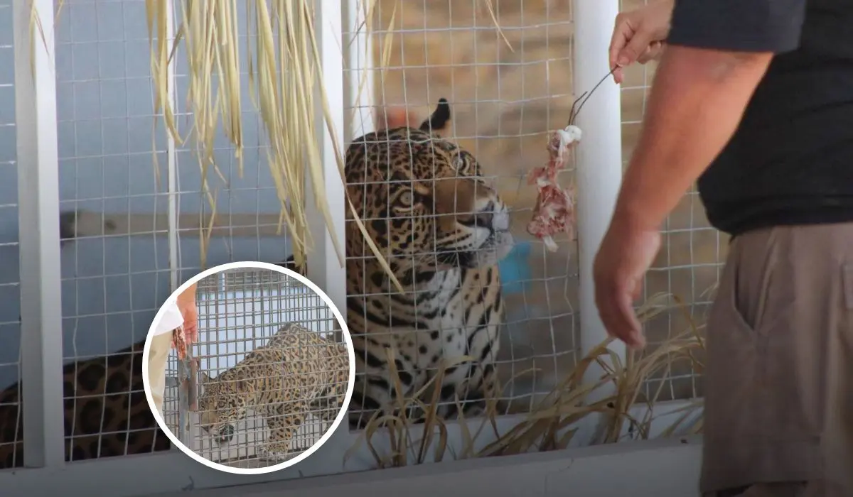 Dos jaguares rescatados y asegurado en el Bosque y Zoologico de Mexicali en Baja California Foto: FESC