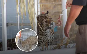 Baja California: rescatan dos jaguares en una casa y los llevan al zoológico de Mexicali