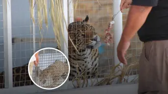 Baja California: rescatan dos jaguares en una casa y los llevan al zoológico de Mexicali