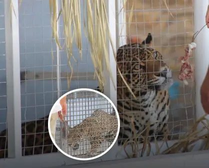 Baja California: rescatan dos jaguares en una casa y los llevan al zoológico de Mexicali