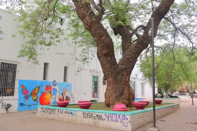 El huanacaxtle junto a la Casa de la Cultura de la UAS es otro de los árboles históricos. El huanacaxtle junto a la Casa de la Cultura de la UAS es otro de los árboles históricos.