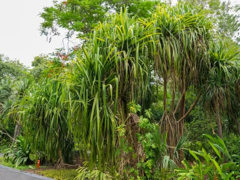 En el Jardín Botánico de Culiacán, hay varios ejemplares de Pandanus. Foto: Cortesía