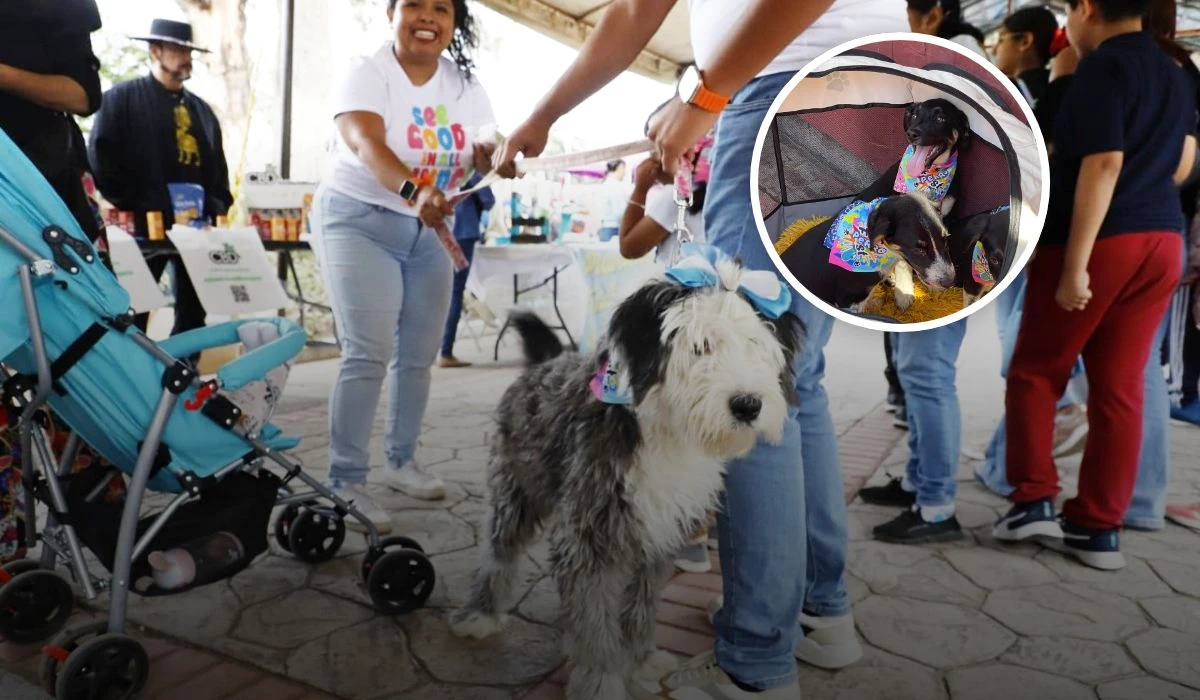 Este mes de julio un día de mucho amor y diversión con perros y sus amos en el PerroFest 2025 en Pachuca Hidalgo Foto: Cris Huerta / Óscar Sánchez
