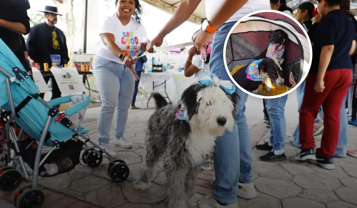 Este mes de julio un día de mucho amor y diversión con perros y sus amos en el PerroFest 2025 en Pachuca Hidalgo Foto: Cris Huerta / Óscar Sánchez