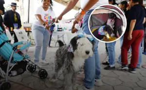 PerroFest 2025 en Hidalgo: fecha y programa de actividades