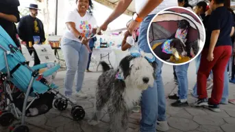 PerroFest 2025 en Hidalgo: fecha y programa de actividades