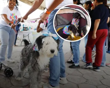 PerroFest 2025 en Hidalgo: fecha y programa de actividades