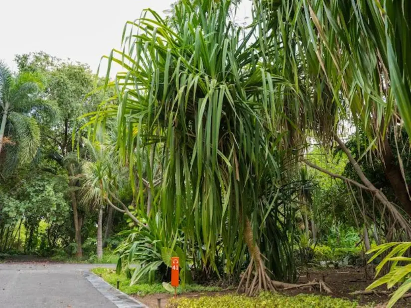 Plantas Pandanus. Foto: Cortesía