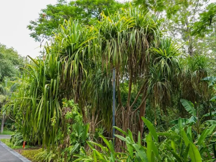 Plantas que 'caminan' en Culiacán, se trata del género Pandanus. Foto: Cortesía