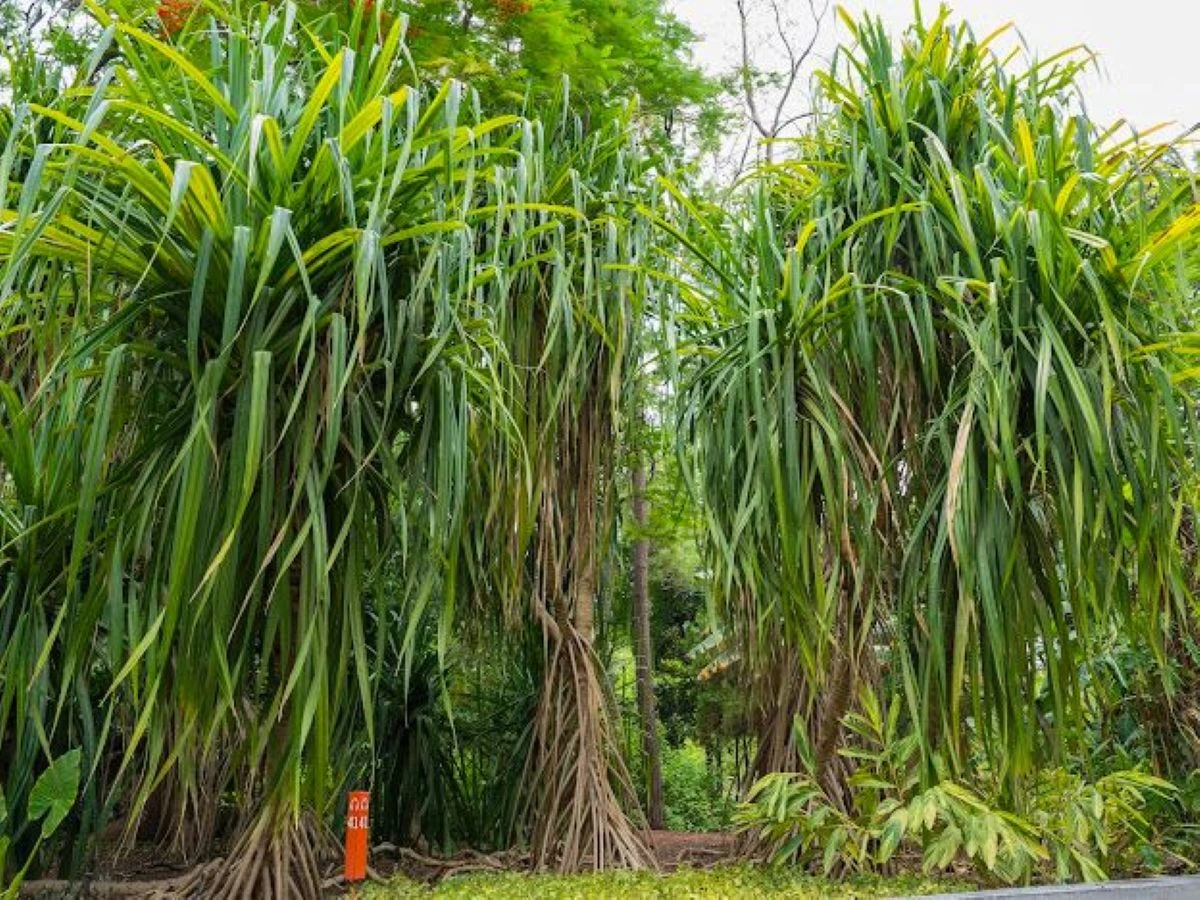 .Plantas que caminan en el Jardín Botánico de Culiacán. Foto: Cortesía