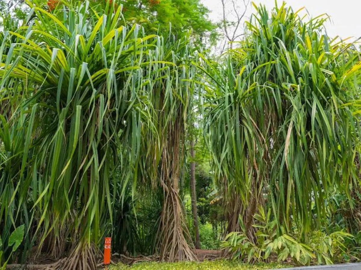 .Plantas que caminan en el Jardín Botánico de Culiacán. Foto: Cortesía