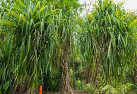 Plantas que caminan en el Jardín Botánico de Culiacán; conoce esta curiosa especie