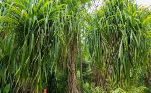 Plantas que caminan en el Jardín Botánico de Culiacán; conoce esta curiosa especie