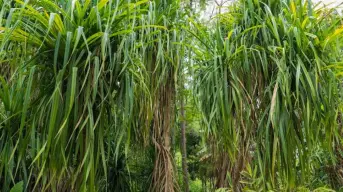 Plantas que caminan en el Jardín Botánico de Culiacán; conoce esta curiosa especie