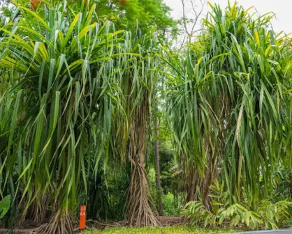 Plantas que caminan en el Jardín Botánico de Culiacán; conoce esta curiosa especie