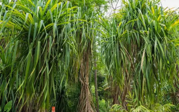 Plantas que caminan en el Jardín Botánico de Culiacán; conoce esta curiosa especie