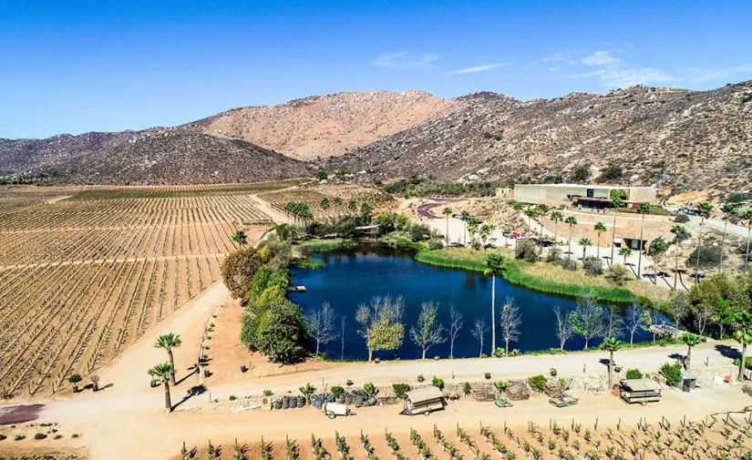 Ven a disfrutar de la mejor experiencia de vino mexicano. Foto: Cortesía. Ven a disfrutar de la mejor experiencia de vino mexicano. Foto: Cortesía.