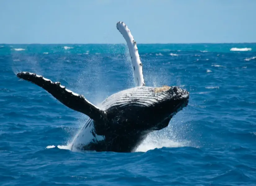 Avistamiento de ballenas grises en Bahía de Magdalena. Foto: cortesía Avistamiento de ballenas grises en Bahía de Magdalena. Foto: cortesía.