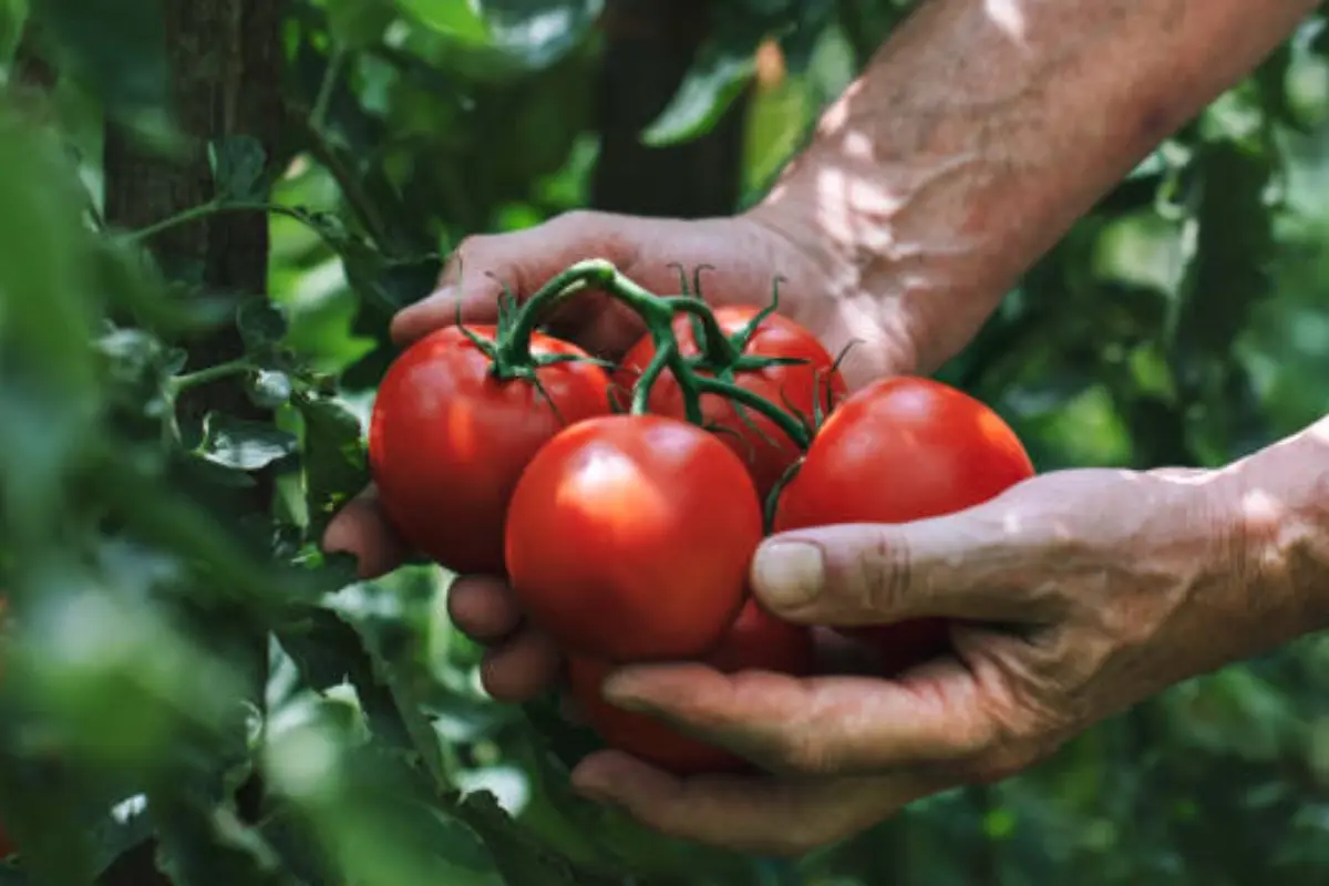 CAADES defiende acuerdo del tomate ante arancel de EE. UU. Llama a preservar la competitividad agrícola binacional.