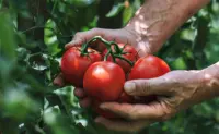 CAADES defiende el acuerdo del tomate y llama a EE.UU. a preservar la competitividad binacional