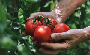 CAADES defiende el acuerdo del tomate y llama a EE.UU. a preservar la competitividad binacional