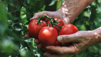 CAADES defiende el acuerdo del tomate y llama a EE.UU. a preservar la competitividad binacional