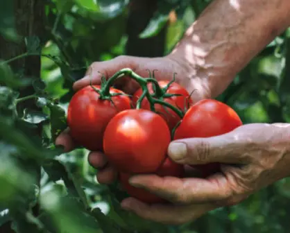 CAADES defiende el acuerdo del tomate y llama a EE.UU. a preservar la competitividad binacional