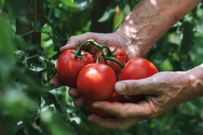 La visa H-2A está destinada a trabajadores temporales agrícolas. Foto: Pixabay