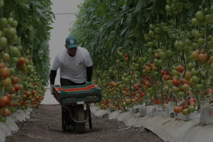 imagen recuadro Frente a la amenaza del gobierno estadounidense, una recomendación es promover la diversificación de mercados, especialmente en regiones de alto crecimiento donde el tomate mexicano ya es valorado.