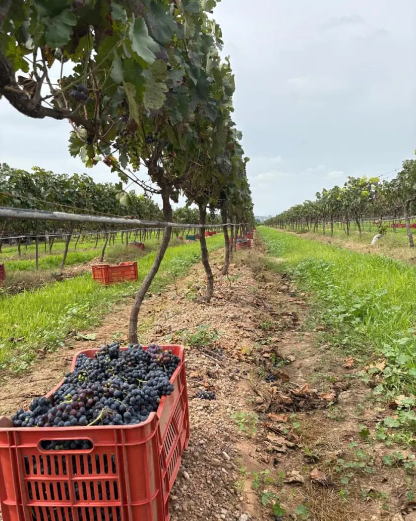 imagen recuadro Viñedo La Redonda Foto: vinoslaredonda (Instagram)