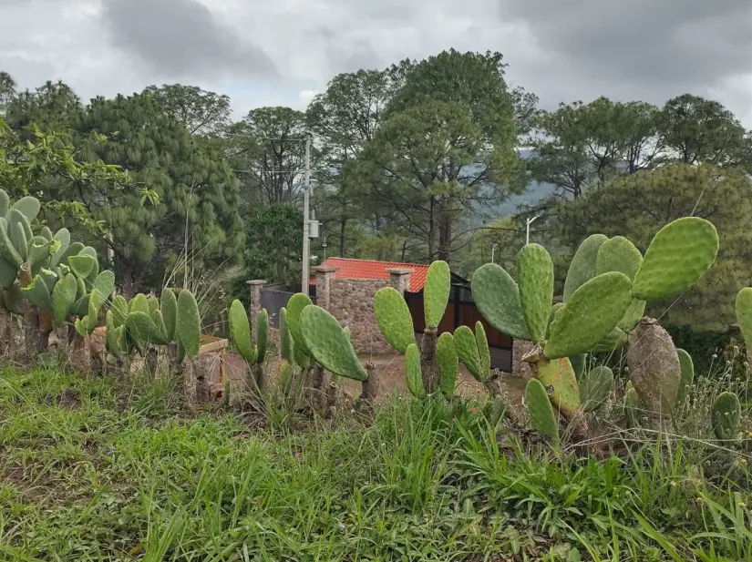 Surutato fortalece el turismo con seguridad, cultura y calidez serrana este verano. Surutato, el destino escondido de Sinaloa que conquista con paisajes, tradición y hospitalidad. Foto: Juan Madrigal