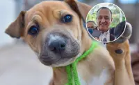Ahome pone en marcha operativo permanente para proteger a mascotas