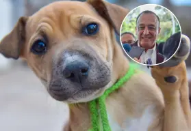 Ahome pone en marcha operativo permanente para proteger a mascotas