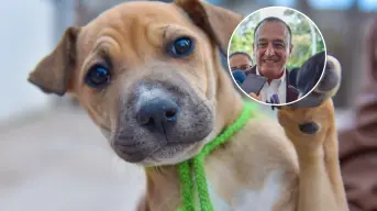 Ahome pone en marcha operativo permanente para proteger a mascotas