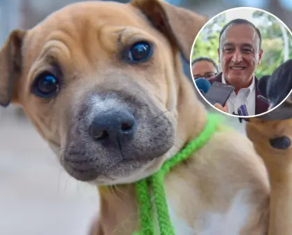 Ahome pone en marcha operativo permanente para proteger a mascotas