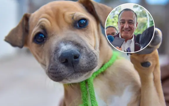 Ahome pone en marcha operativo permanente para proteger a mascotas