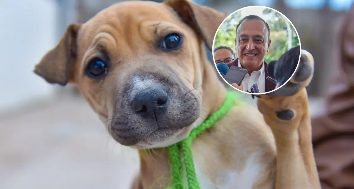 Ahome pone en marcha operativo permanente para proteger a mascotas