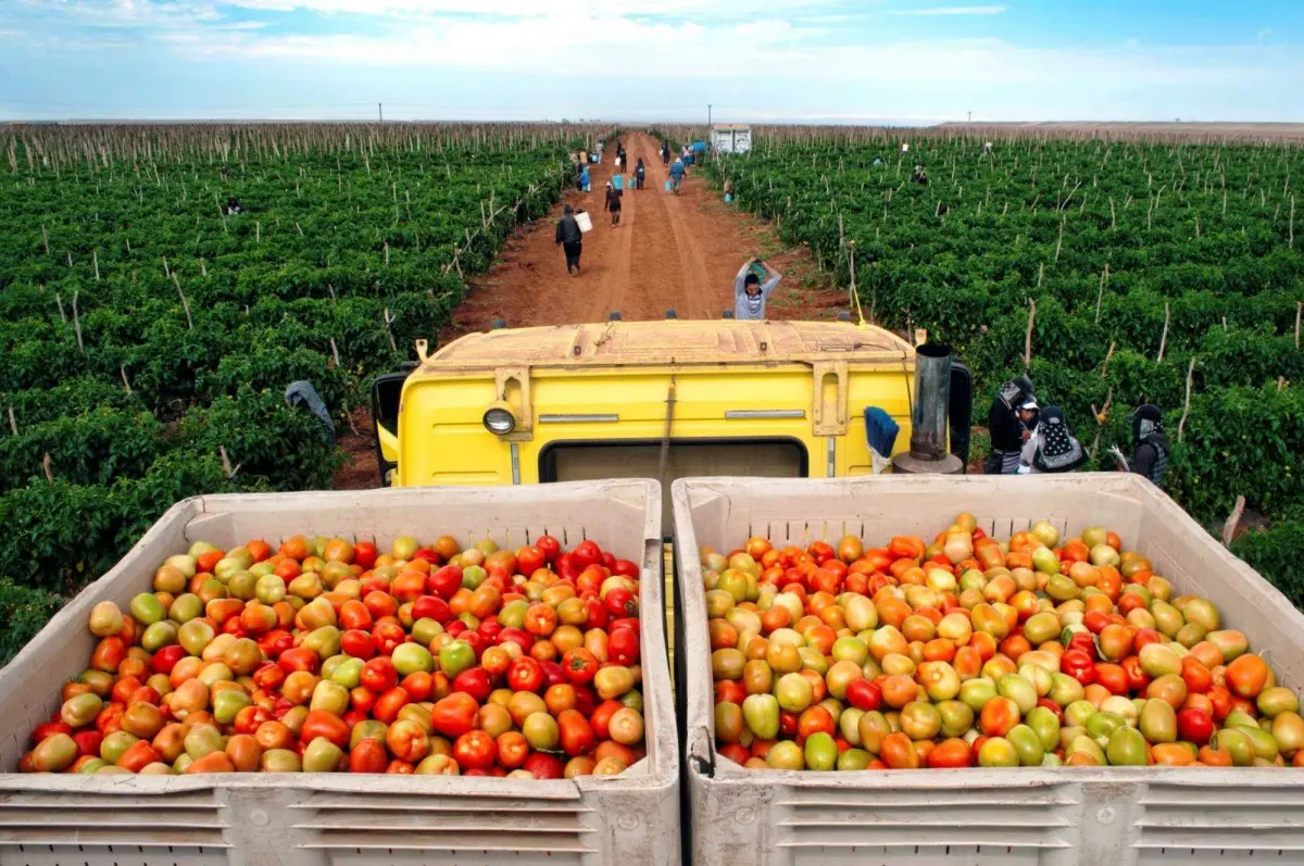 México exporta alrededor del 70% del tomate que se consume en Estados Unidos. Foto: Hortalizas