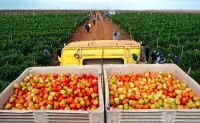 ¿Cuánto podría subir el precio del tomate por los aranceles de Estados Unidos?
