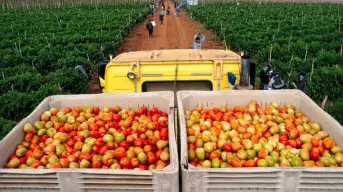 ¿Cuánto podría subir el precio del tomate por los aranceles de Estados Unidos?