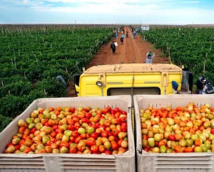 ¿Cuánto podría subir el precio del tomate por los aranceles de Estados Unidos?