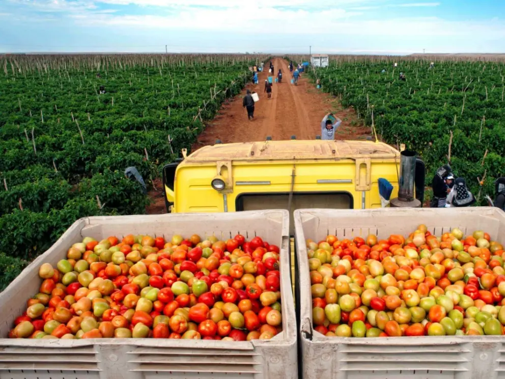 ¿Cuánto podría subir el precio del tomate por los aranceles de Estados Unidos?